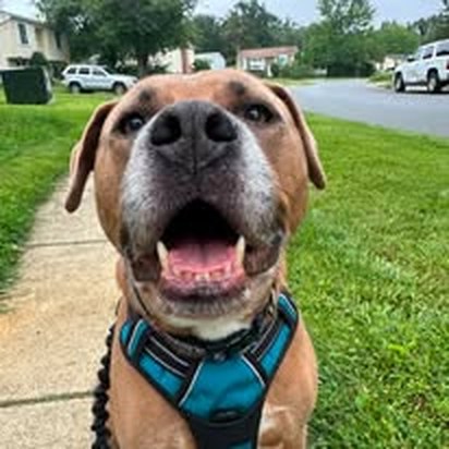 Happy client pet 1