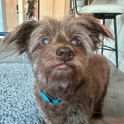 Happy client pet 2