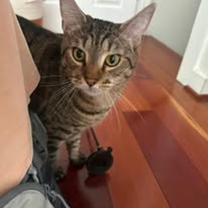 Happy client pet 5